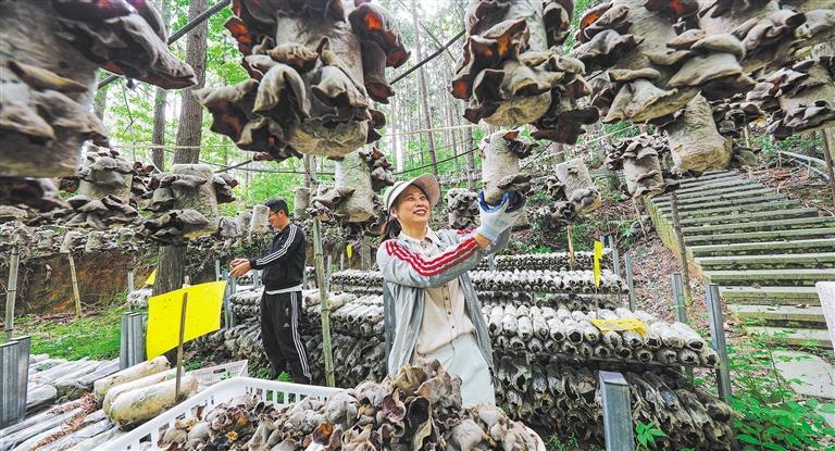 发展产业调研】林下生金冰球突破技巧【高质量